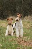 FOX TERRIER 557